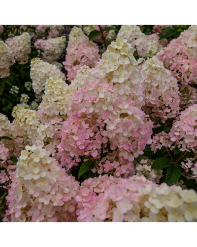 Гортензія волотиста Тач оф Пінк | Hydrangea paniculata Touch of Pink | Гортензия метельчатая Тач оф Пинк