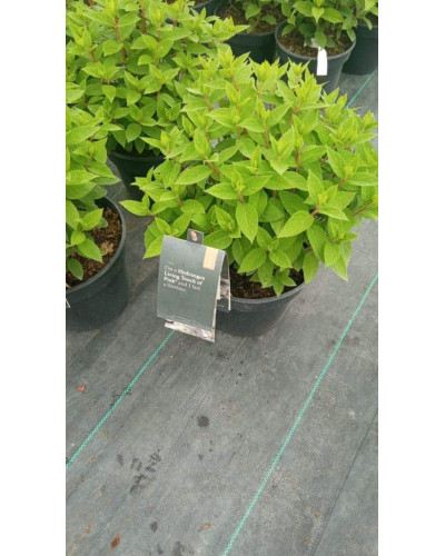 Гортензія волотиста Тач оф Пінк | Hydrangea paniculata Touch of Pink | Гортензия метельчатая Тач оф Пинк