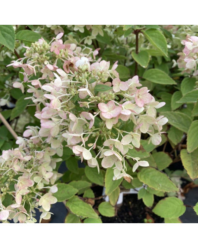 Гортензія волотиста Тач оф Пінк | Hydrangea paniculata Touch of Pink | Гортензия метельчатая Тач оф Пинк