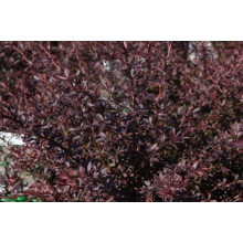 Барбарис Тунберга Ред Дрім | Барбарис Тунберга Ред Дрим | Berberis Тhunbergii Red Dream