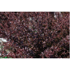 Барбарис Тунберга Ред Дрім | Барбарис Тунберга Ред Дрим | Berberis Тhunbergii Red Dream