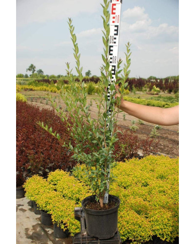 Бірючина звичайна Атровіренс | Бирючина обыкновенная Атровиренс | Ligustrum vulgare Atrovirens