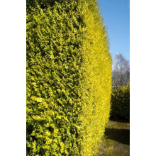Бирючина звичайна Ауреа |  Ligustrum vulgare Aurea | Бирючина обыкновенная Ауреа
