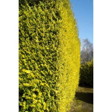 Бирючина звичайна Ауреа |  Ligustrum vulgare Aurea | Бирючина обыкновенная Ауреа