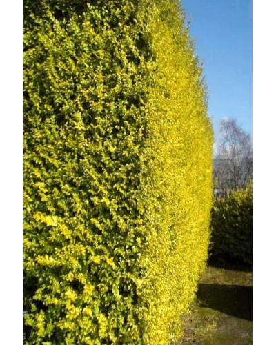 Бирючина звичайна Ауреа | Ligustrum vulgare Aurea | Бирючина обыкновенная Ауреа