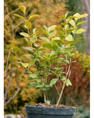 Бирючина звичайна Ауреа | Ligustrum vulgare Aurea | Бирючина обыкновенная Ауреа