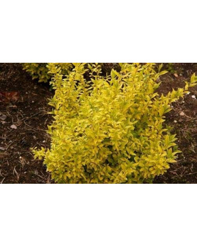 Бирючина звичайна Ауреа | Ligustrum vulgare Aurea | Бирючина обыкновенная Ауреа