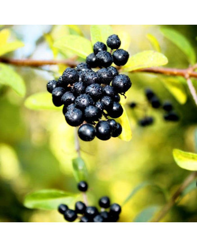 Бирючина звичайна Ауреа | Ligustrum vulgare Aurea | Бирючина обыкновенная Ауреа