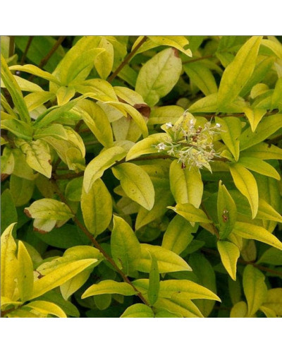 Бирючина звичайна Ауреа | Ligustrum vulgare Aurea | Бирючина обыкновенная Ауреа