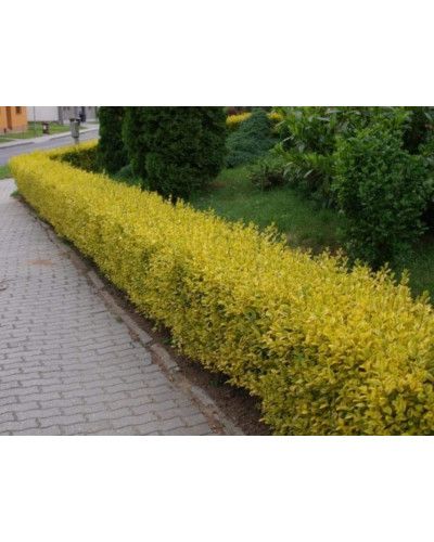 Бирючина звичайна Ауреа | Ligustrum vulgare Aurea | Бирючина обыкновенная Ауреа