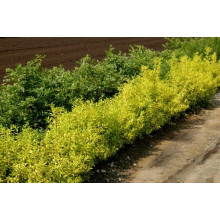 Бирючина звичайна Ауреа |  Ligustrum vulgare Aurea | Бирючина обыкновенная Ауреа