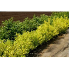 Бирючина звичайна Ауреа |  Ligustrum vulgare Aurea | Бирючина обыкновенная Ауреа