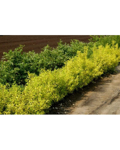 Бирючина звичайна Ауреа | Ligustrum vulgare Aurea | Бирючина обыкновенная Ауреа