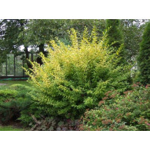 Бирючина звичайна Ауреа |  Ligustrum vulgare Aurea | Бирючина обыкновенная Ауреа
