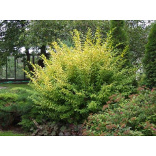 Бирючина звичайна Ауреа |  Ligustrum vulgare Aurea | Бирючина обыкновенная Ауреа