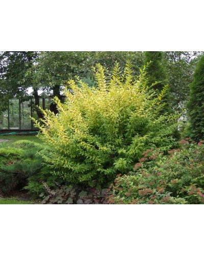Бирючина звичайна Ауреа | Ligustrum vulgare Aurea | Бирючина обыкновенная Ауреа