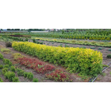 Бирючина звичайна Ауреа |  Ligustrum vulgare Aurea | Бирючина обыкновенная Ауреа
