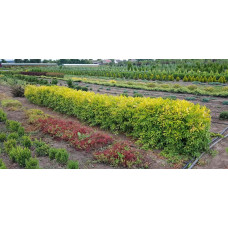 Бирючина звичайна Ауреа |  Ligustrum vulgare Aurea | Бирючина обыкновенная Ауреа