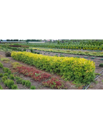 Бирючина звичайна Ауреа | Ligustrum vulgare Aurea | Бирючина обыкновенная Ауреа