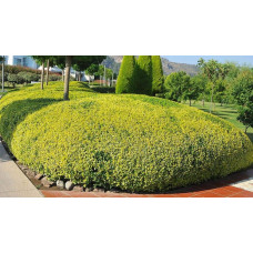 Бирючина звичайна Ауреа |  Ligustrum vulgare Aurea | Бирючина обыкновенная Ауреа