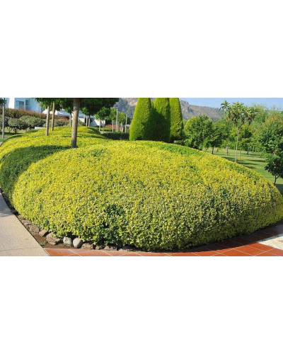 Бирючина звичайна Ауреа | Ligustrum vulgare Aurea | Бирючина обыкновенная Ауреа