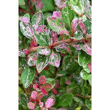 Барбарис Тунберга Старберст / Старбьорст / Старбурст ® | Berberis thunbergii Starburst ®