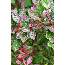 Барбарис Тунберга Старберст / Старбьорст / Старбурст ® | Berberis thunbergii Starburst ®