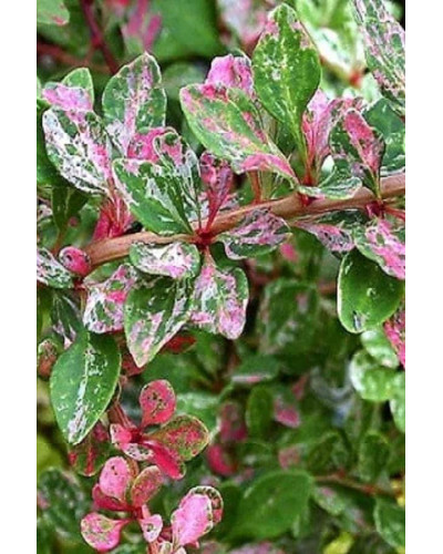 Барбарис Тунберга Старберст / Старбьорст / Старбурст ® | Berberis thunbergii Starburst ®