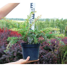 Барбарис Тунберга Старберст / Старбьорст / Старбурст ® | Berberis thunbergii Starburst ®