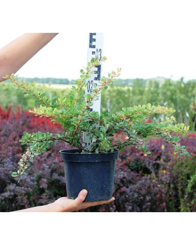 Барбарис Тунберга Старберст / Старбьорст / Старбурст ® | Berberis thunbergii Starburst ®