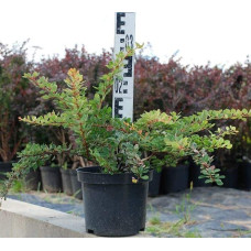 Барбарис Тунберга Старберст / Старбьорст / Старбурст ® | Berberis thunbergii Starburst ®