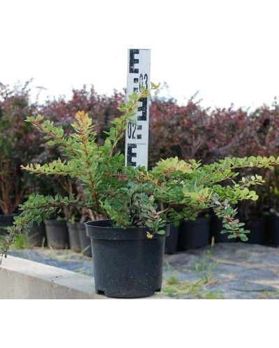 Барбарис Тунберга Старберст / Старбьорст / Старбурст ® | Berberis thunbergii Starburst ®