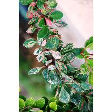 Барбарис Тунберга Старберст / Старбьорст / Старбурст ® | Berberis thunbergii Starburst ®