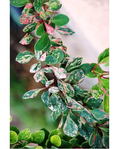 Барбарис Тунберга Старберст / Старбьорст / Старбурст ® | Berberis thunbergii Starburst ®
