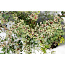 Барбарис Тунберга Старберст / Старбьорст / Старбурст ® | Berberis thunbergii Starburst ®
