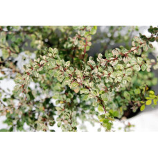 Барбарис Тунберга Старберст / Старбьорст / Старбурст ® | Berberis thunbergii Starburst ®
