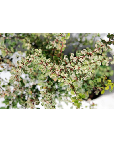 Барбарис Тунберга Старберст / Старбьорст / Старбурст ® | Berberis thunbergii Starburst ®