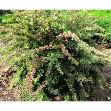 Барбарис Тунберга Старберст / Старбьорст / Старбурст ® | Berberis thunbergii Starburst ®