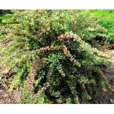 Барбарис Тунберга Старберст / Старбьорст / Старбурст ® | Berberis thunbergii Starburst ®