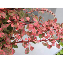 Барбарис Тунберга Старберст / Старбьорст / Старбурст ® | Berberis thunbergii Starburst ®