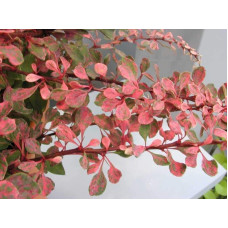 Барбарис Тунберга Старберст / Старбьорст / Старбурст ® | Berberis thunbergii Starburst ®