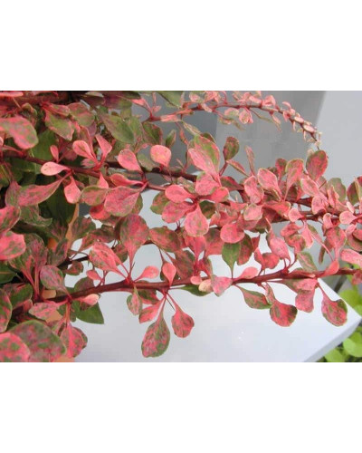 Барбарис Тунберга Старберст / Старбьорст / Старбурст ® | Berberis thunbergii Starburst ®