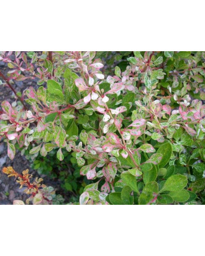 Барбарис Тунберга Старберст / Старбьорст / Старбурст ® | Berberis thunbergii Starburst ®