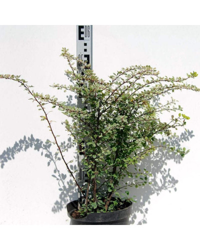 Барбарис Тунберга Старберст / Старбьорст / Старбурст ® | Berberis thunbergii Starburst ®
