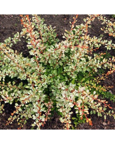 Барбарис Тунберга Старберст / Старбьорст / Старбурст ® | Berberis thunbergii Starburst ®
