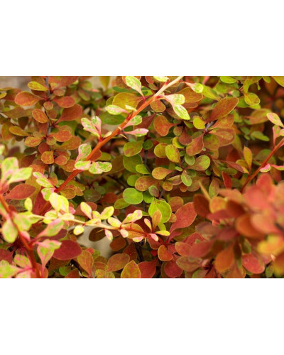 Барбарис Тунберга Старберст / Старбьорст / Старбурст ® | Berberis thunbergii Starburst ®