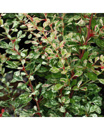 Барбарис Тунберга Старберст / Старбьорст / Старбурст ® | Berberis thunbergii Starburst ®