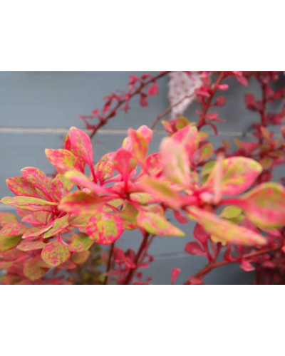 Барбарис Тунберга Старберст / Старбьорст / Старбурст ® | Berberis thunbergii Starburst ®