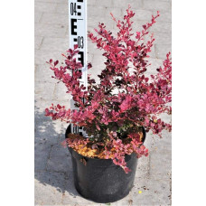 Барбарис Тунберга Роуз Глоу | Berberis Thunbergii Rose Glow | Барбарис Роуз Глоу