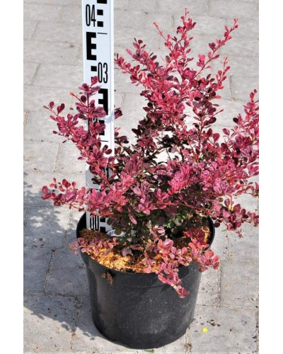 Барбарис Тунберга Роуз Глоу | Berberis Thunbergii Rose Glow | Барбарис Роуз Глоу